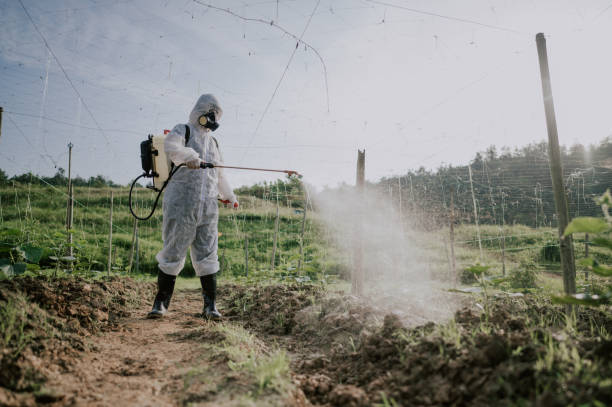 Best Pest Removal Services  in Vinton, LA