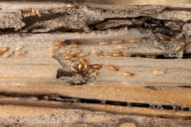 Pest Prevention Services in Vinton, LA